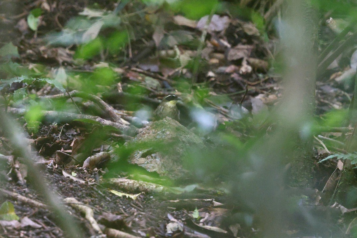 Yellow-throated Scrubwren - ML623208259