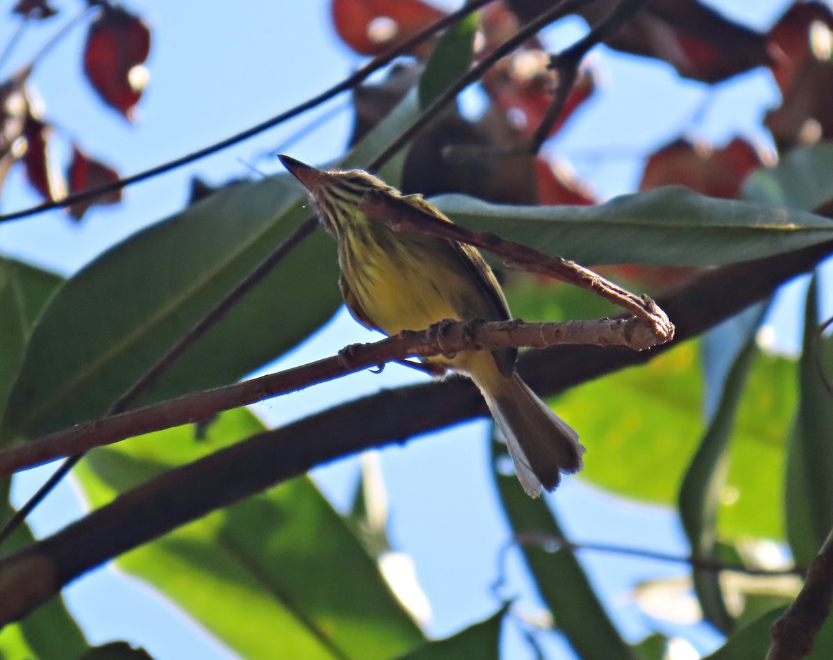 Stripe-necked Tody-Tyrant - ML623208263