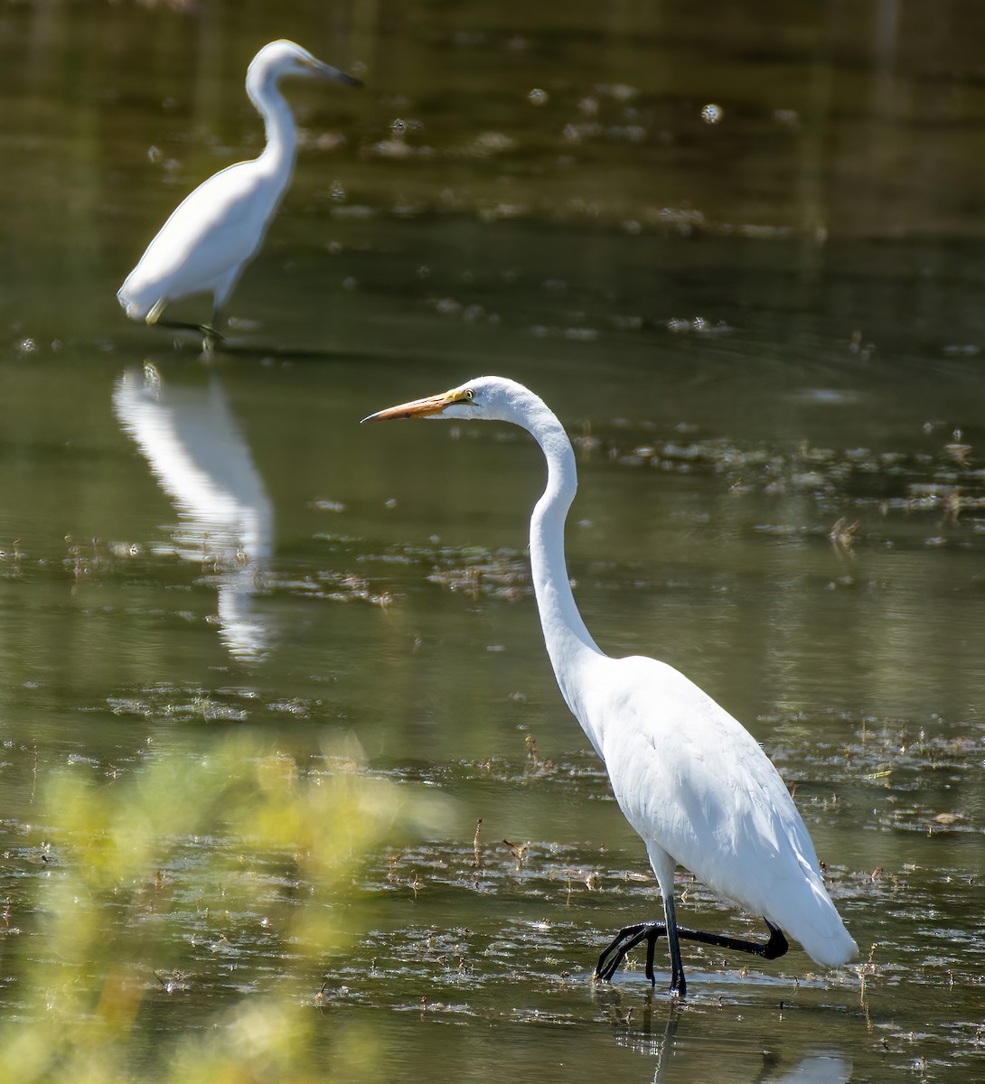 Great Egret - ML623208266