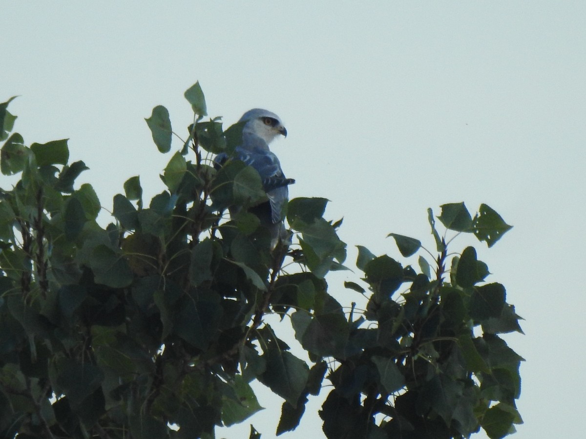 Black-winged Kite - Gary Losada