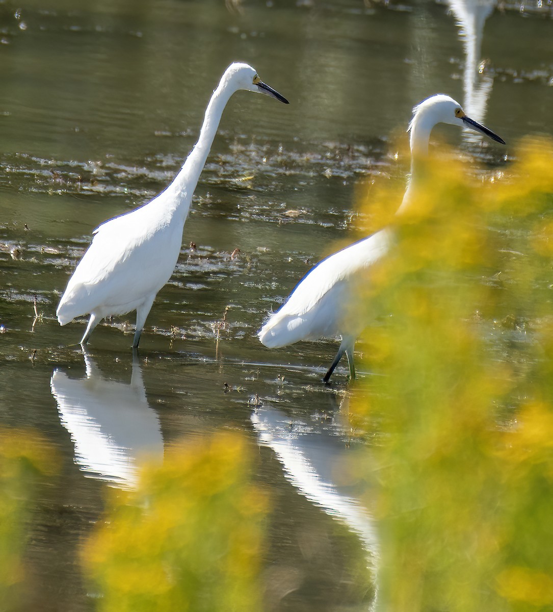 Snowy Egret - Jim Ward