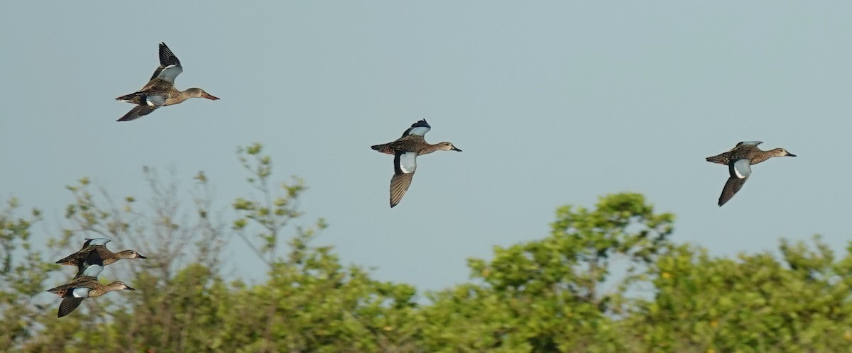 Northern Shoveler - Doug Wassmer