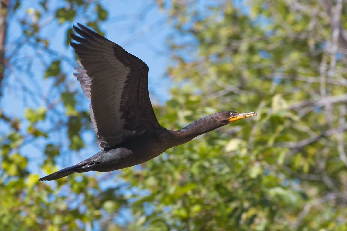 Cormoran à aigrettes - ML623208307