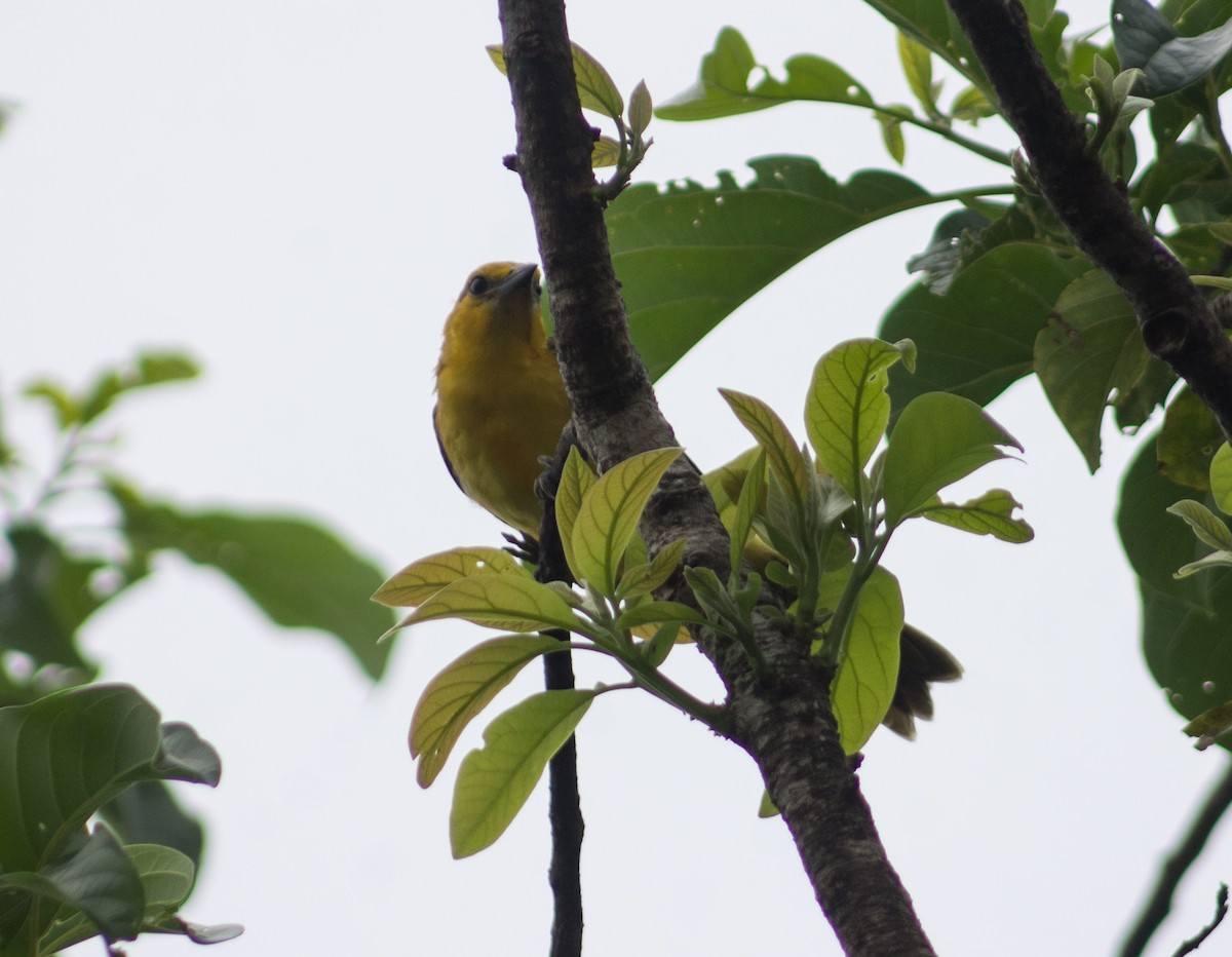 Streak-backed Oriole - ML623208311