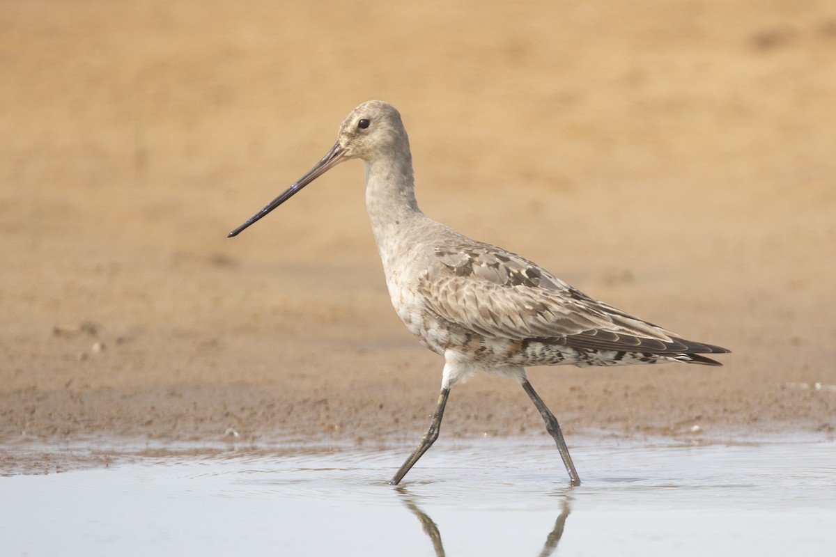 Hudsonian Godwit - ML623208314