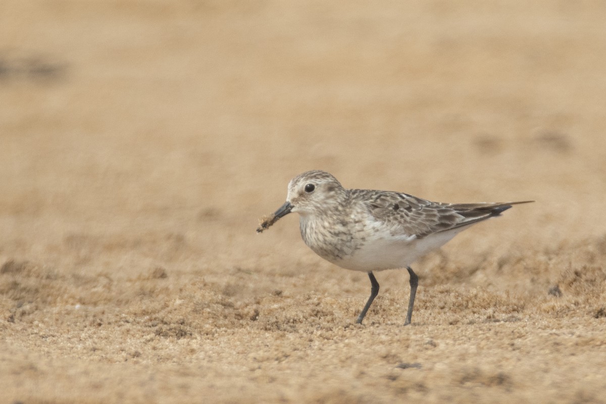 Baird's Sandpiper - ML623208327