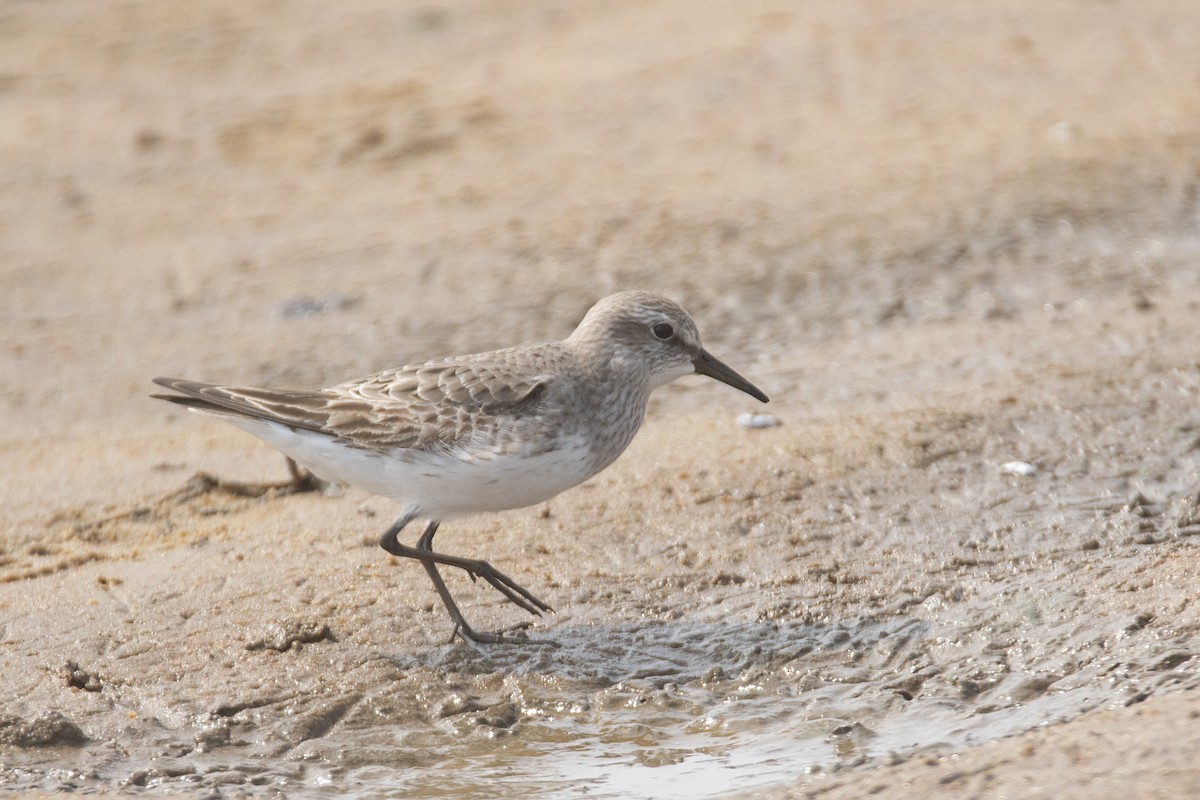 White-rumped Sandpiper - ML623208335