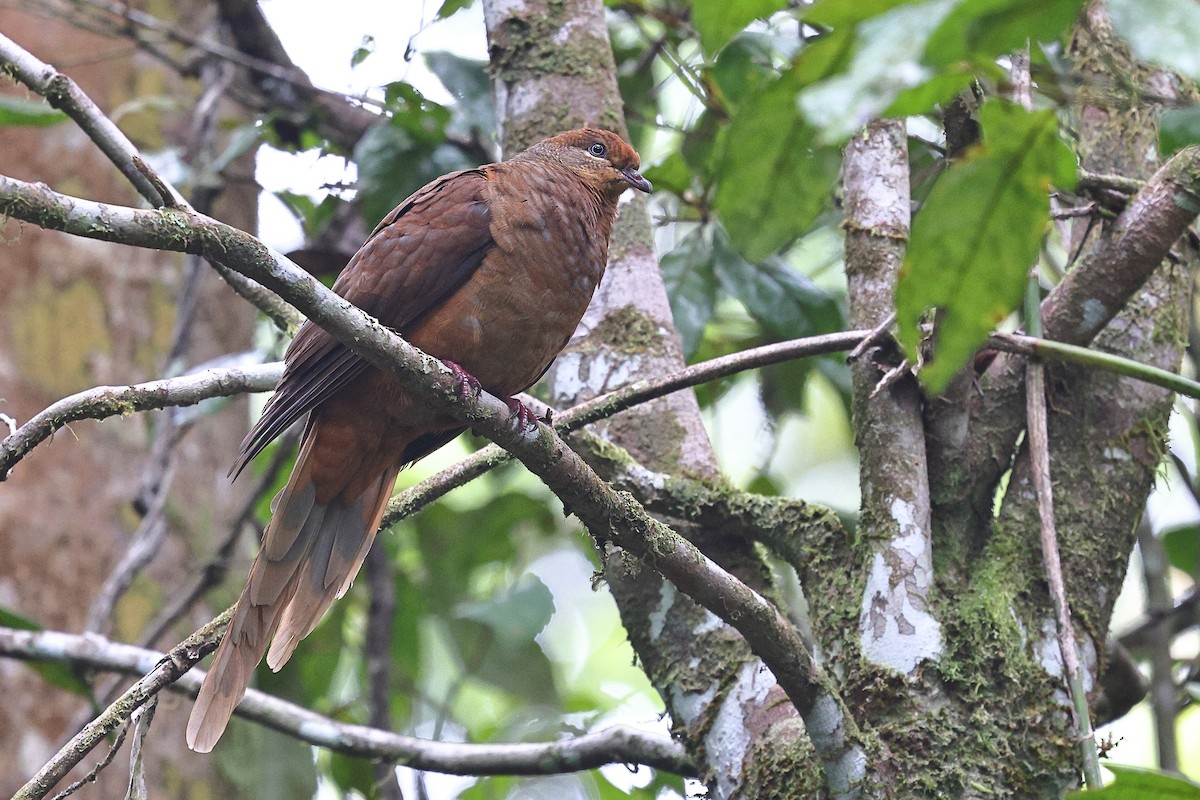 Brown Cuckoo-Dove - ML623208341