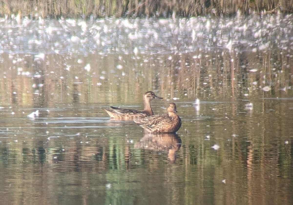 Garganey - Toby Phelps