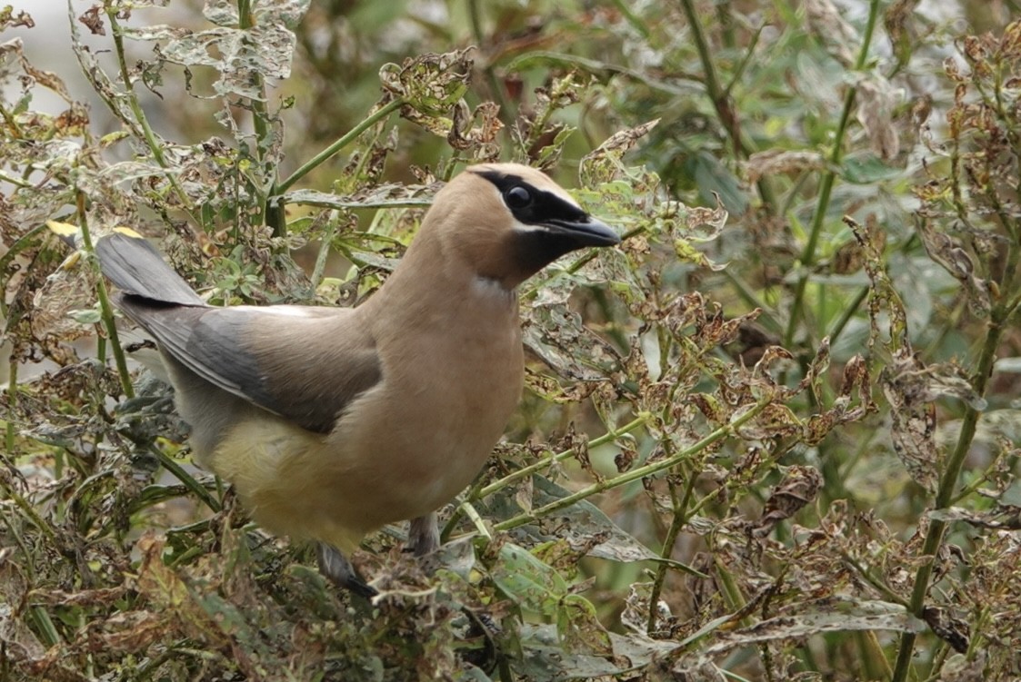 Cedar Waxwing - ML623208351