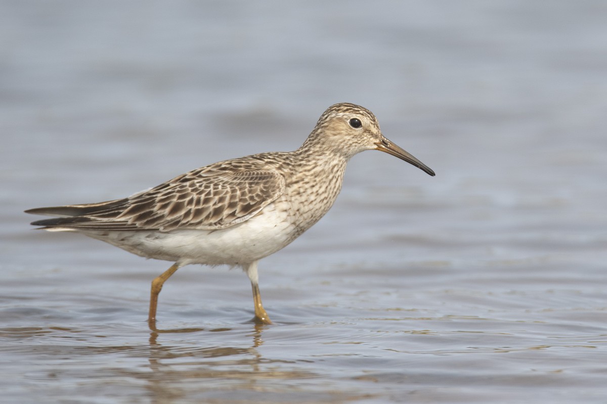 Pectoral Sandpiper - ML623208358