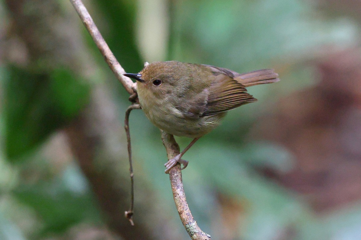 Atherton Scrubwren - Sam Zhang