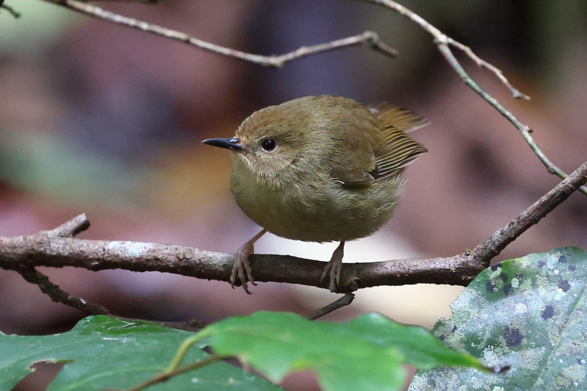 Atherton Scrubwren - Sam Zhang