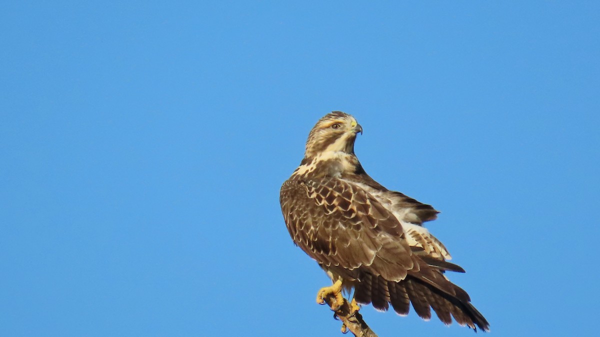 Swainson's Hawk - ML623208431