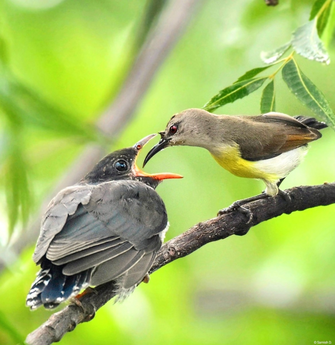 Gray-bellied Cuckoo - ML623208445