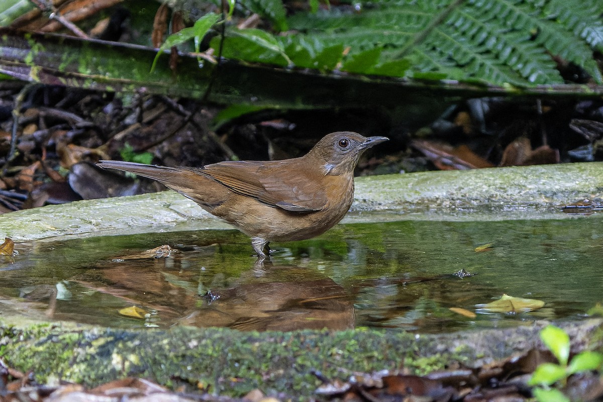 Hauxwell's Thrush - ML623208505
