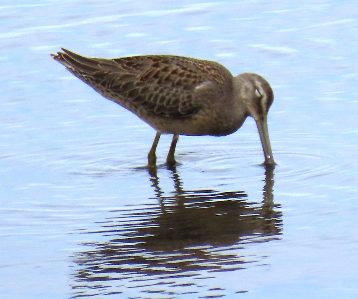 Long-billed Dowitcher - ML623208514