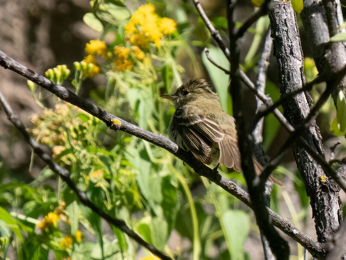 Western Flycatcher - ML623208584