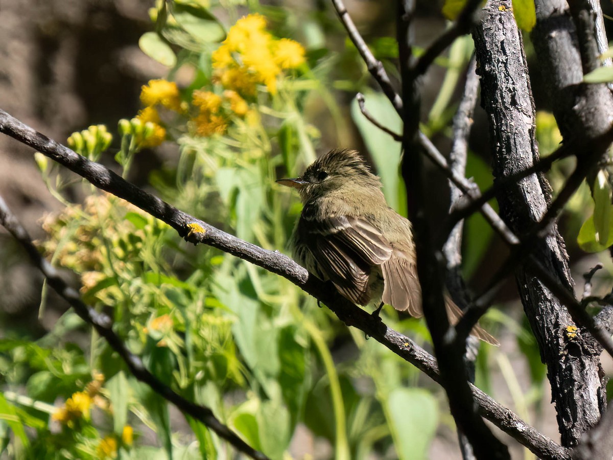 Western Flycatcher - ML623208588