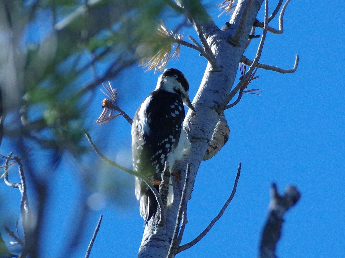 Hairy Woodpecker - ML623208593