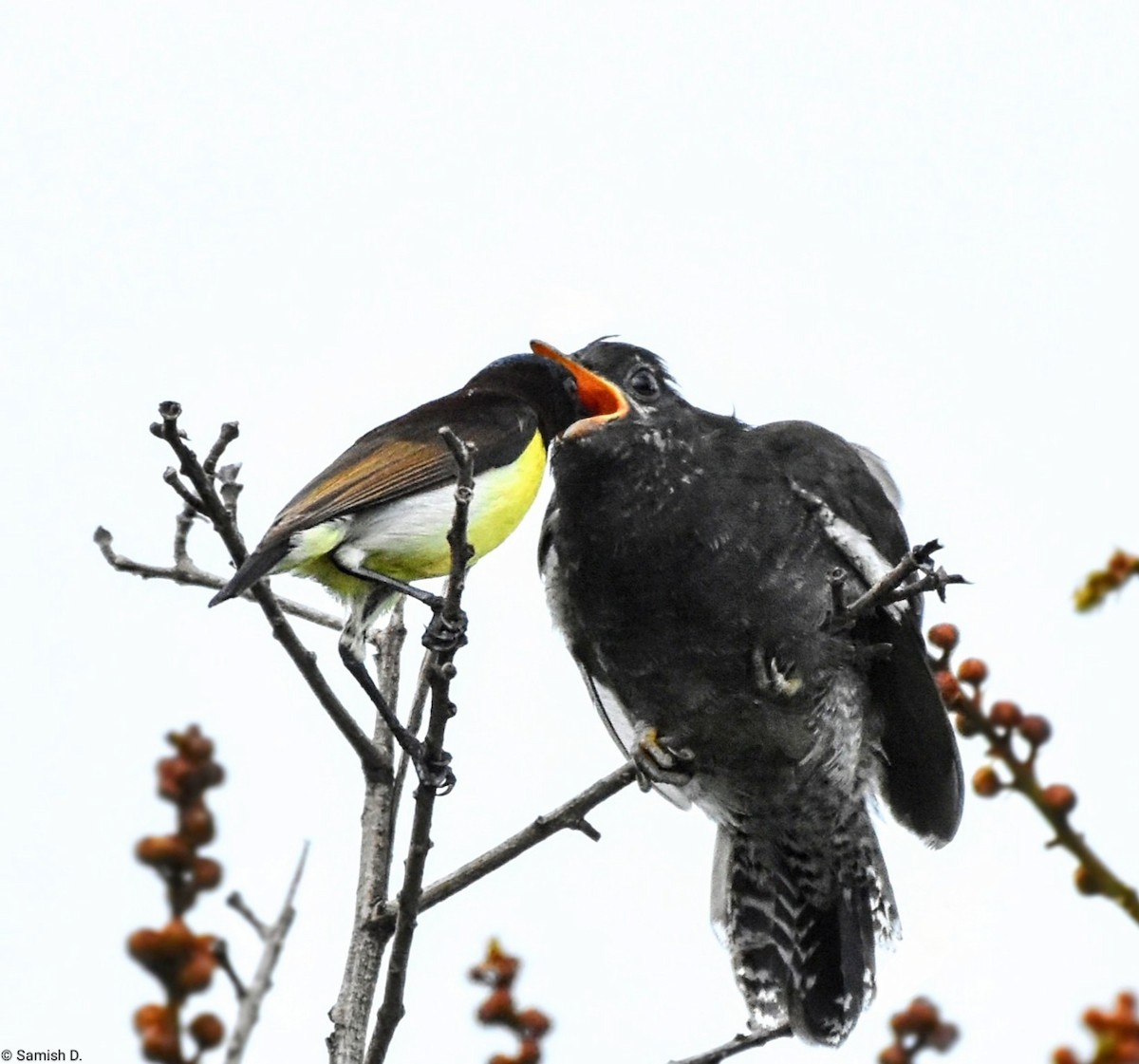 Gray-bellied Cuckoo - ML623208601