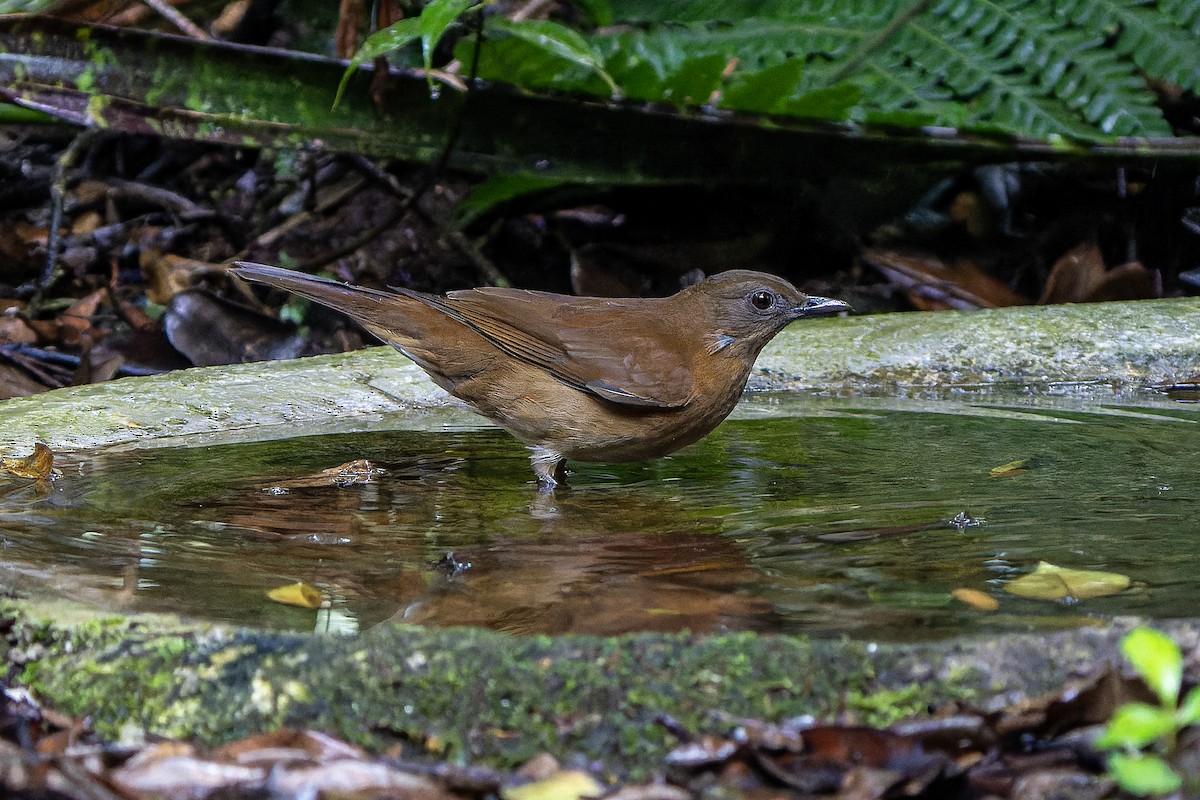 Hauxwell's Thrush - ML623208650
