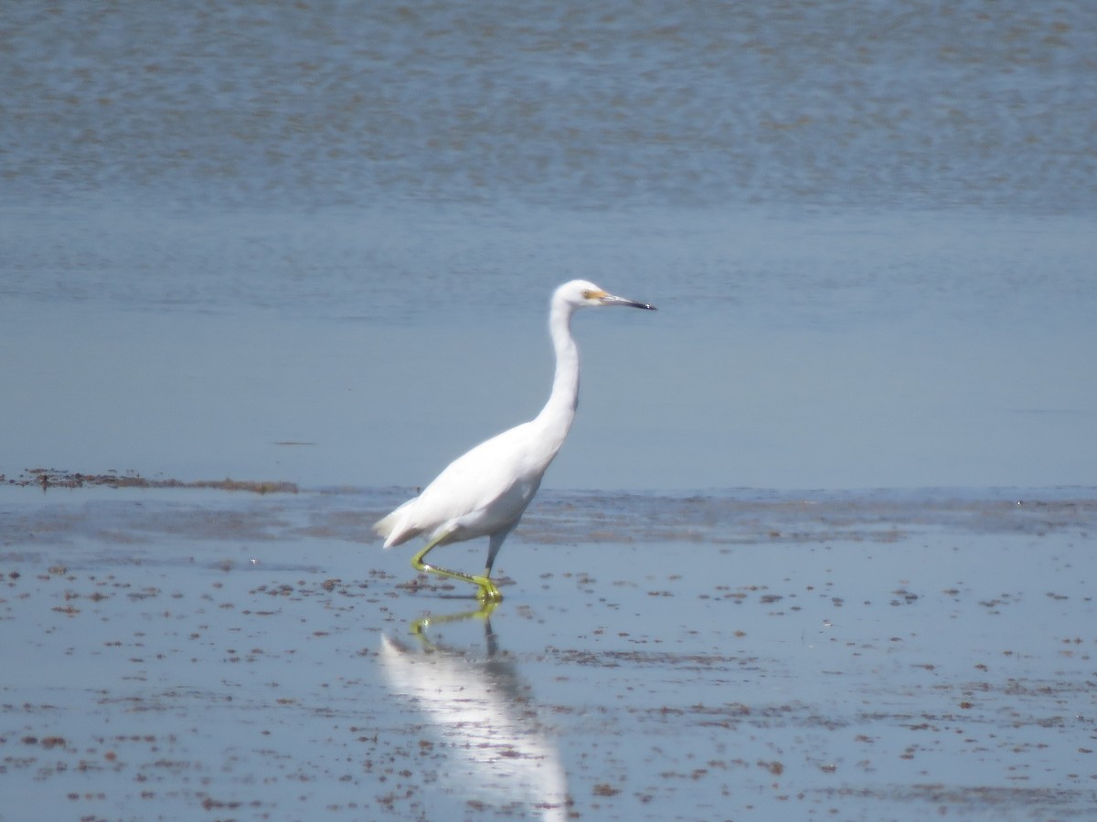 Little Blue Heron x Snowy Egret (hybrid) - ML623208657