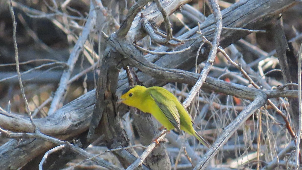 Wilson's Warbler - ML623208681