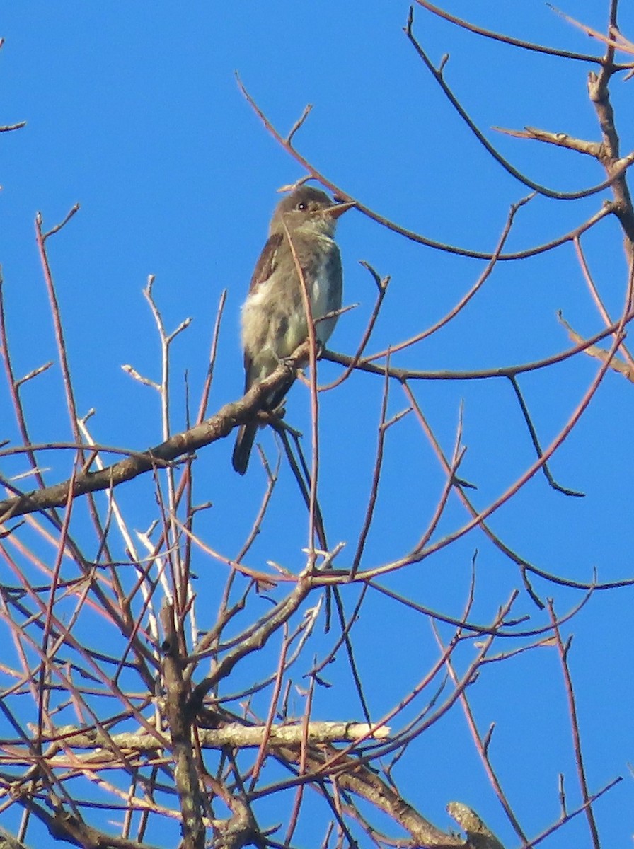 Olive-sided Flycatcher - Jes Christian Bech