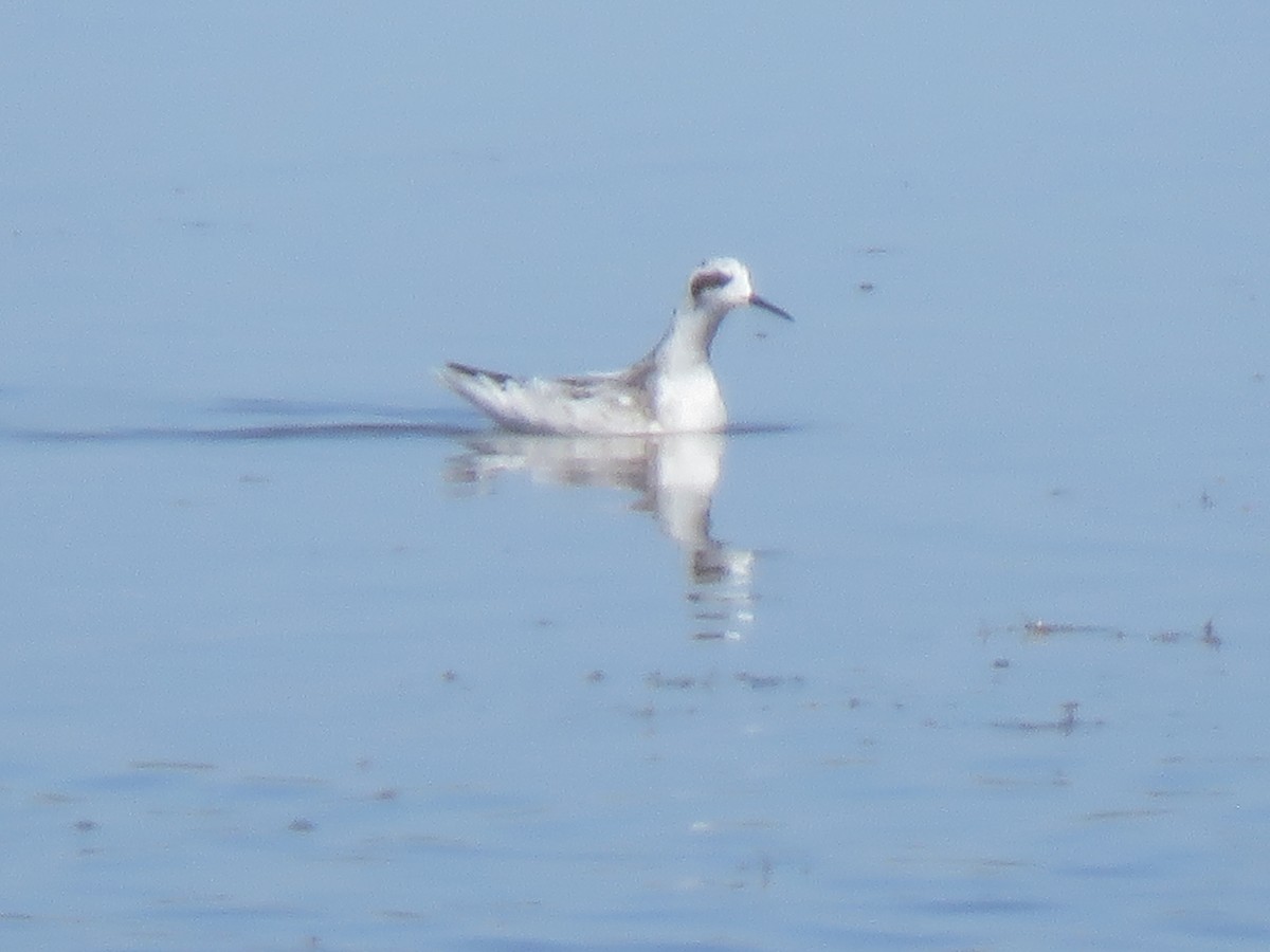 ub. svømmesnipe (Phalaropus sp.) - ML623208697