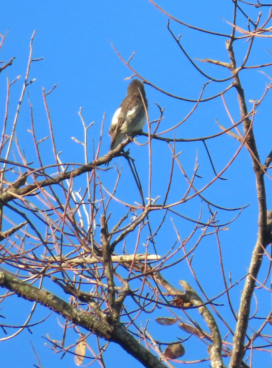 Olive-sided Flycatcher - ML623208715