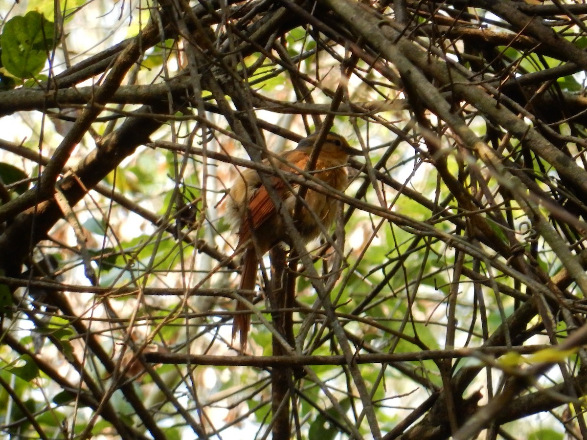 Buff-fronted Foliage-gleaner - ML623208718