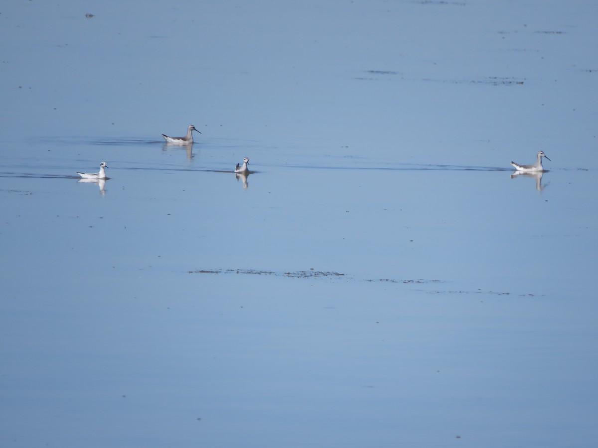 ub. svømmesnipe (Phalaropus sp.) - ML623208726