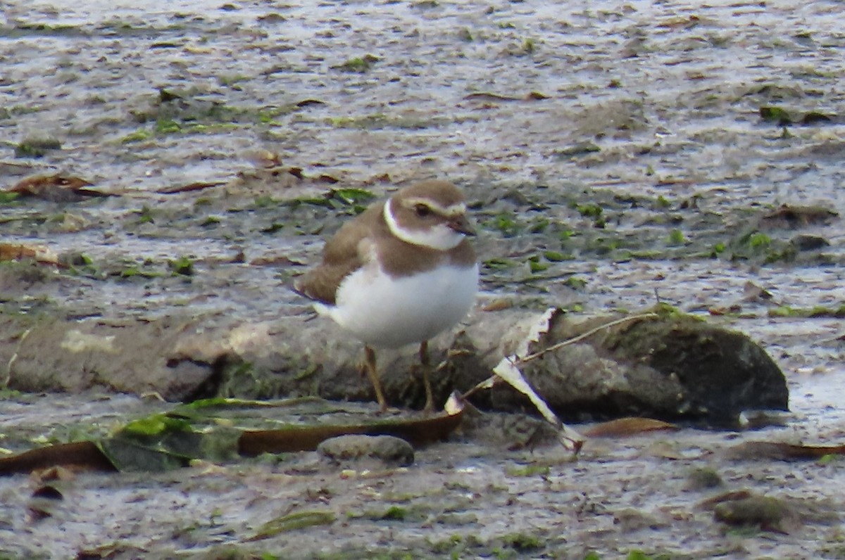 Semipalmated Plover - ML623208730