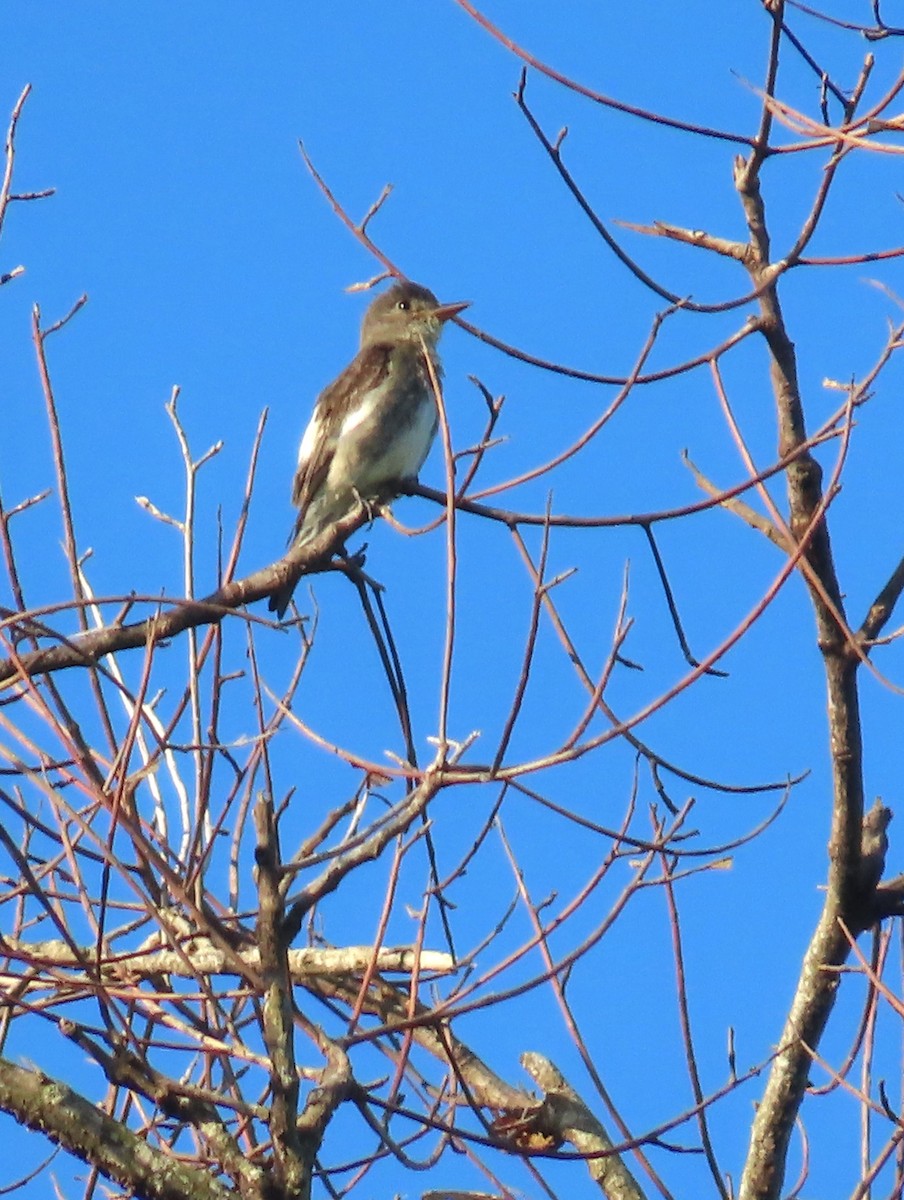 Olive-sided Flycatcher - ML623208735