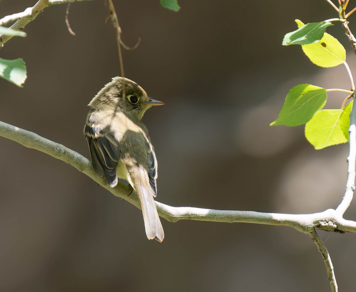 Western Flycatcher - ML623208736