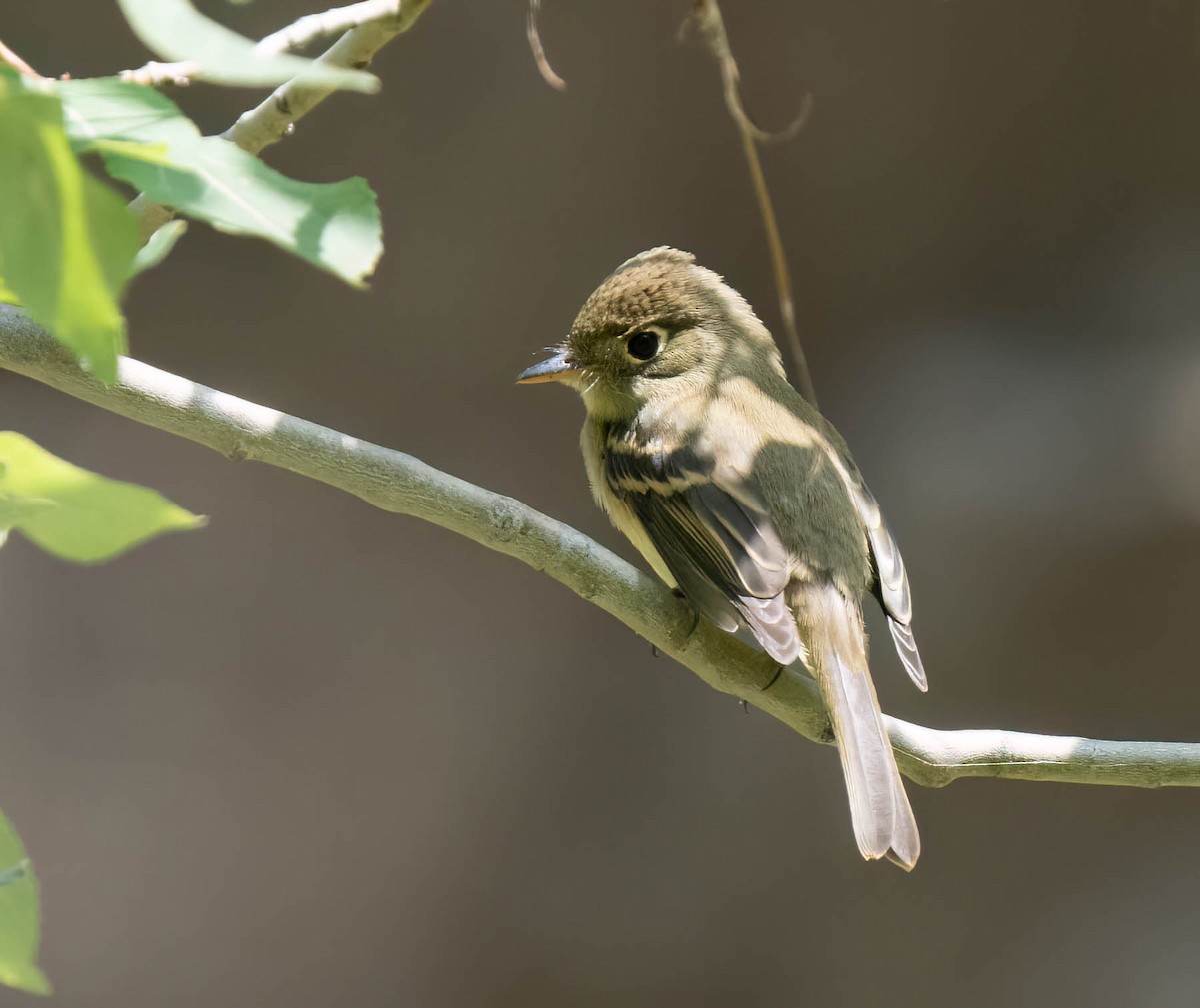 Western Flycatcher - ML623208739