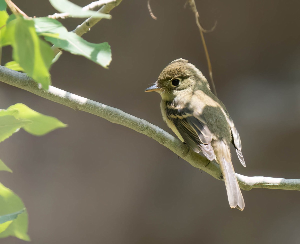 Western Flycatcher - ML623208752