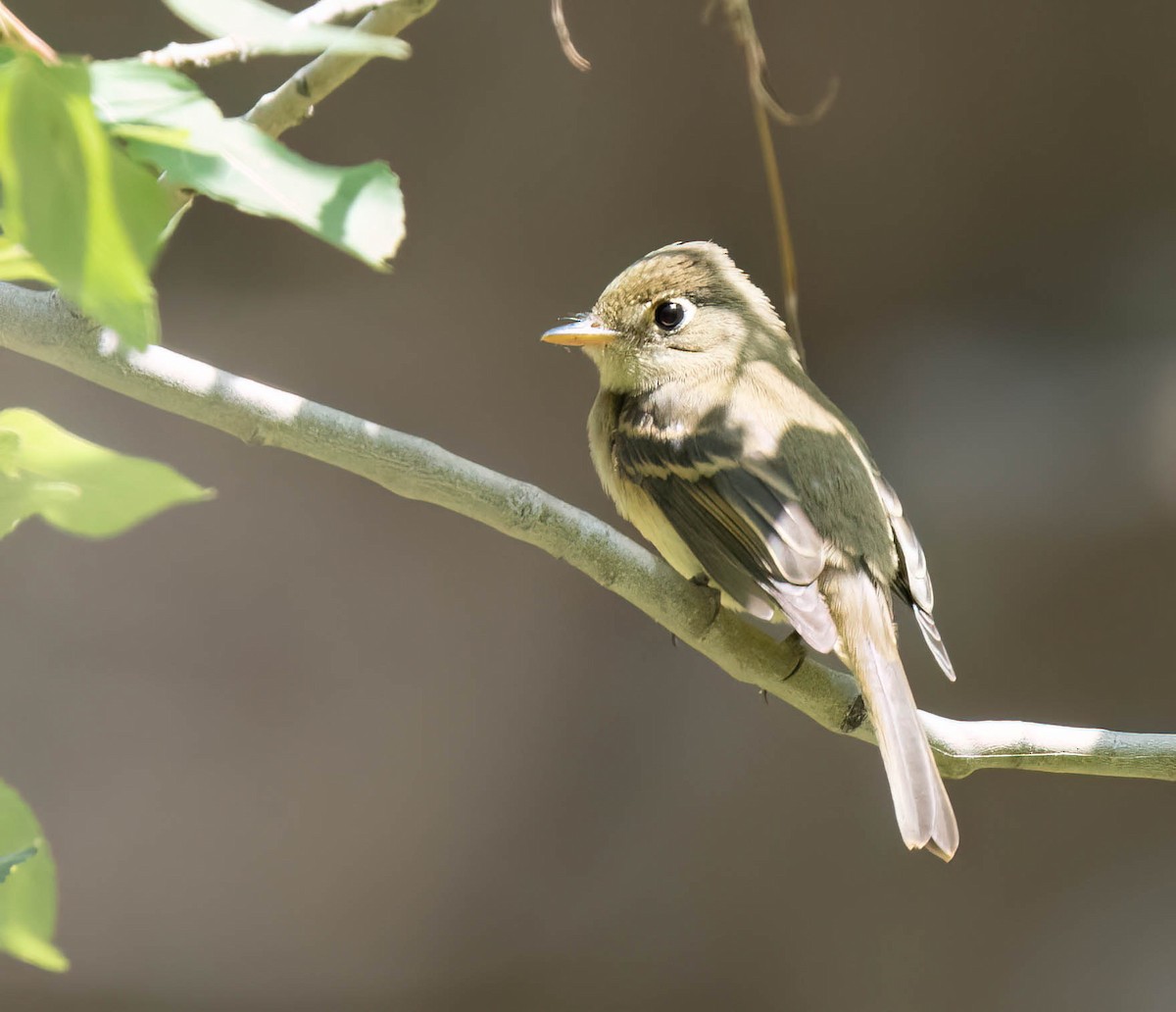 Western Flycatcher - ML623208755