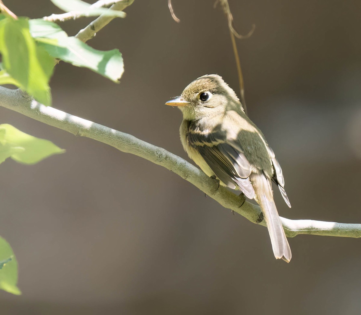 Western Flycatcher - Bob Foehring