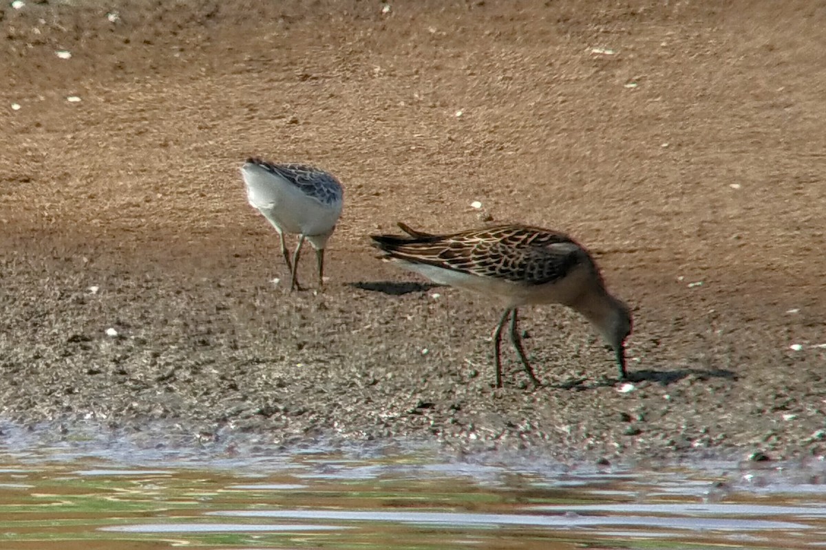 Curlew Sandpiper - ML623208766