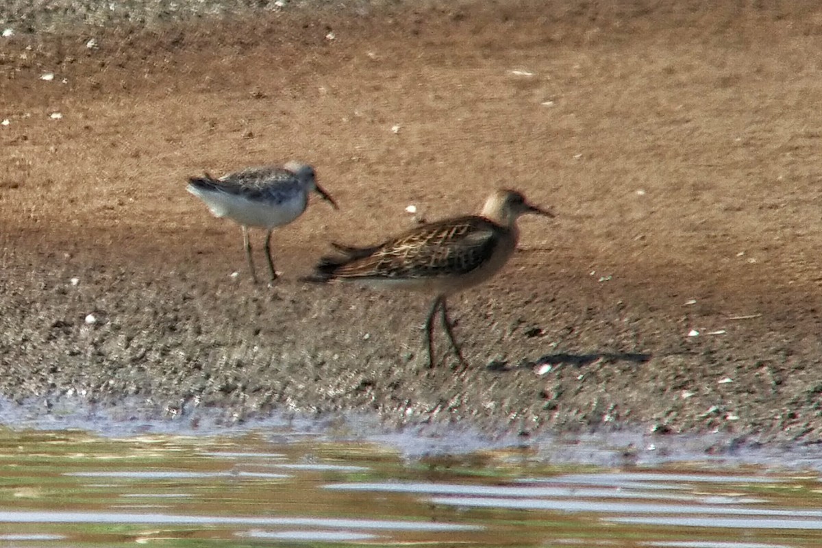 Curlew Sandpiper - ML623208775