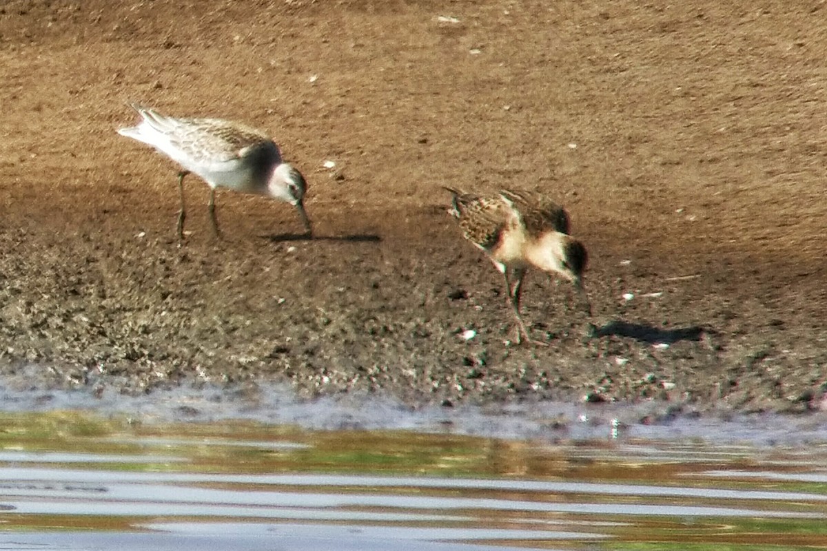 Curlew Sandpiper - ML623208777