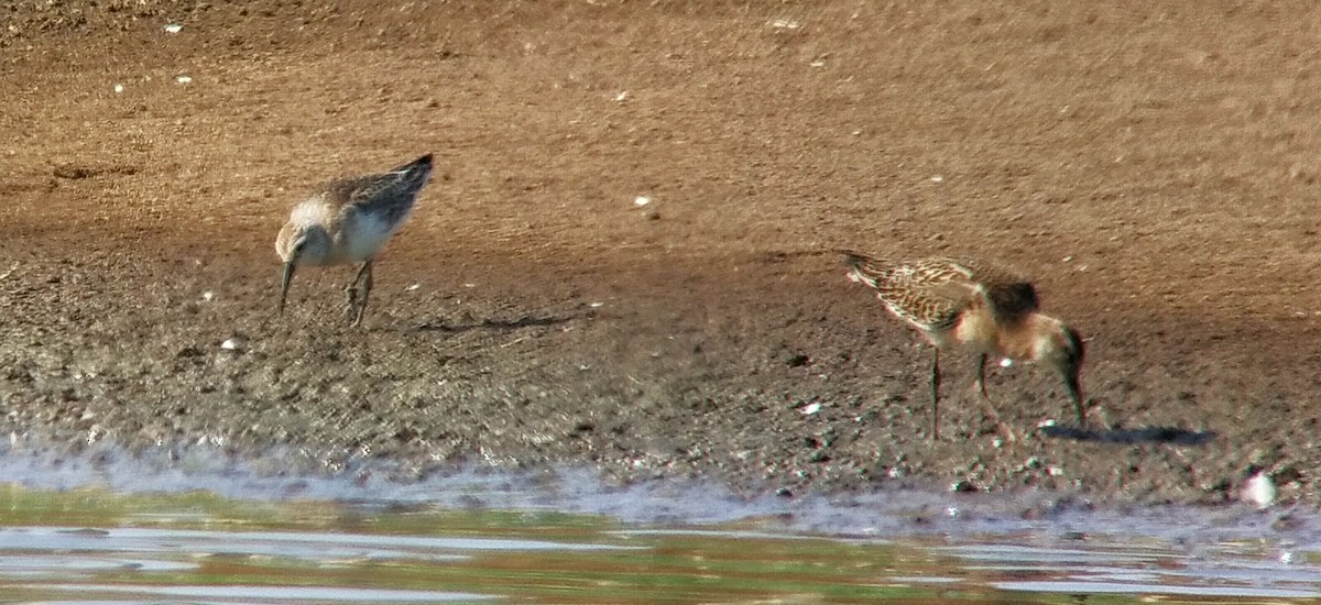 Curlew Sandpiper - ML623208782