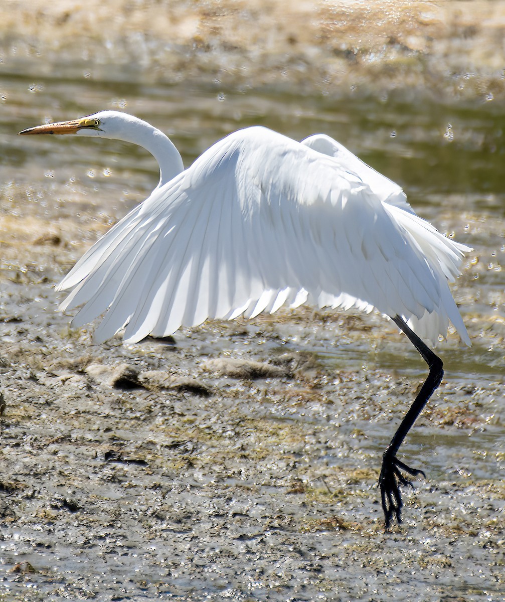 Great Egret - ML623208783