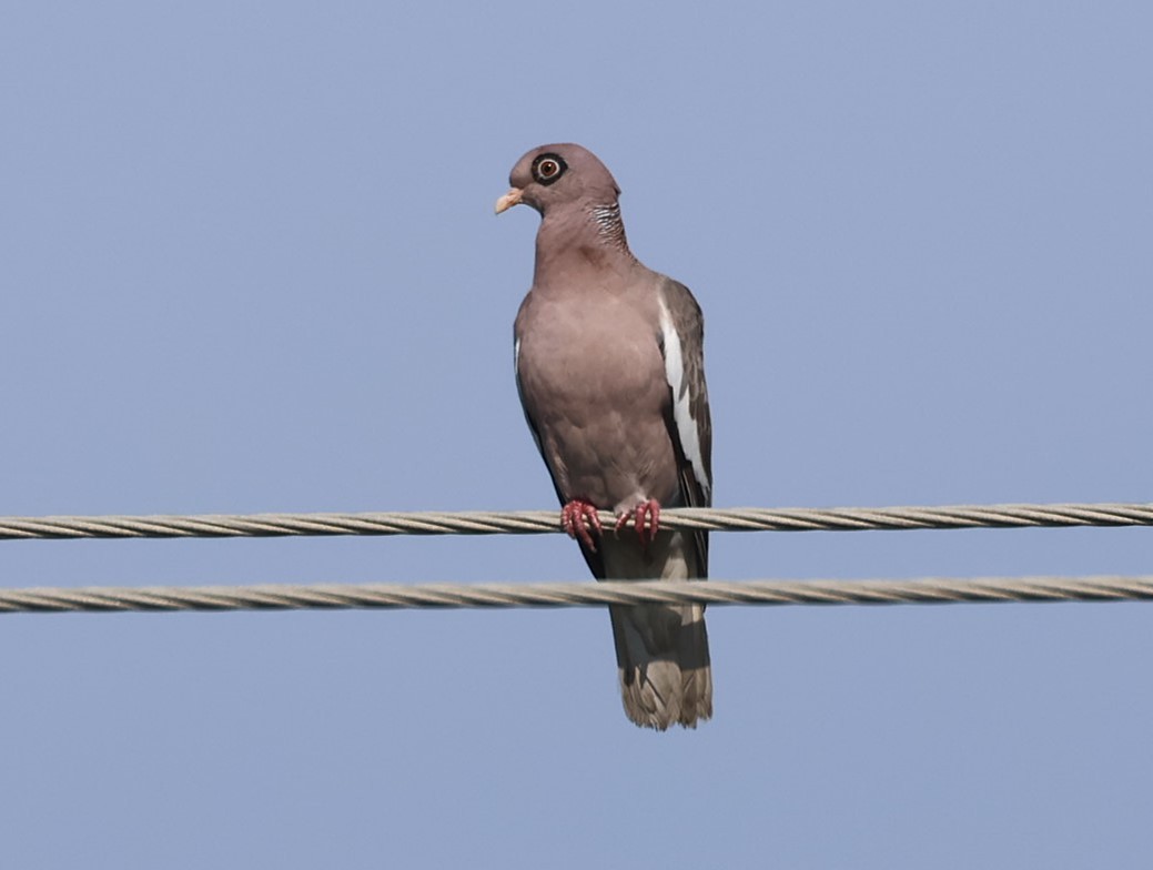 Bare-eyed Pigeon - ML623208792