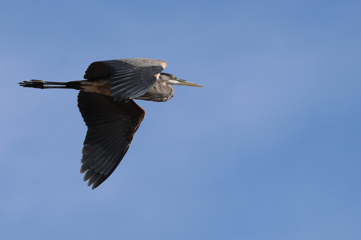 Great Blue Heron - ML623208796