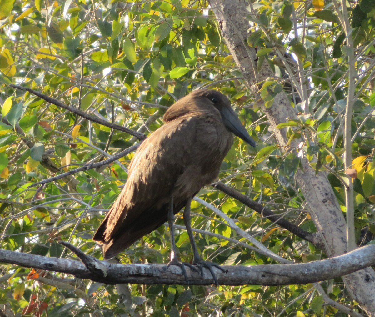 Hamerkop - Bruce Kronmiller