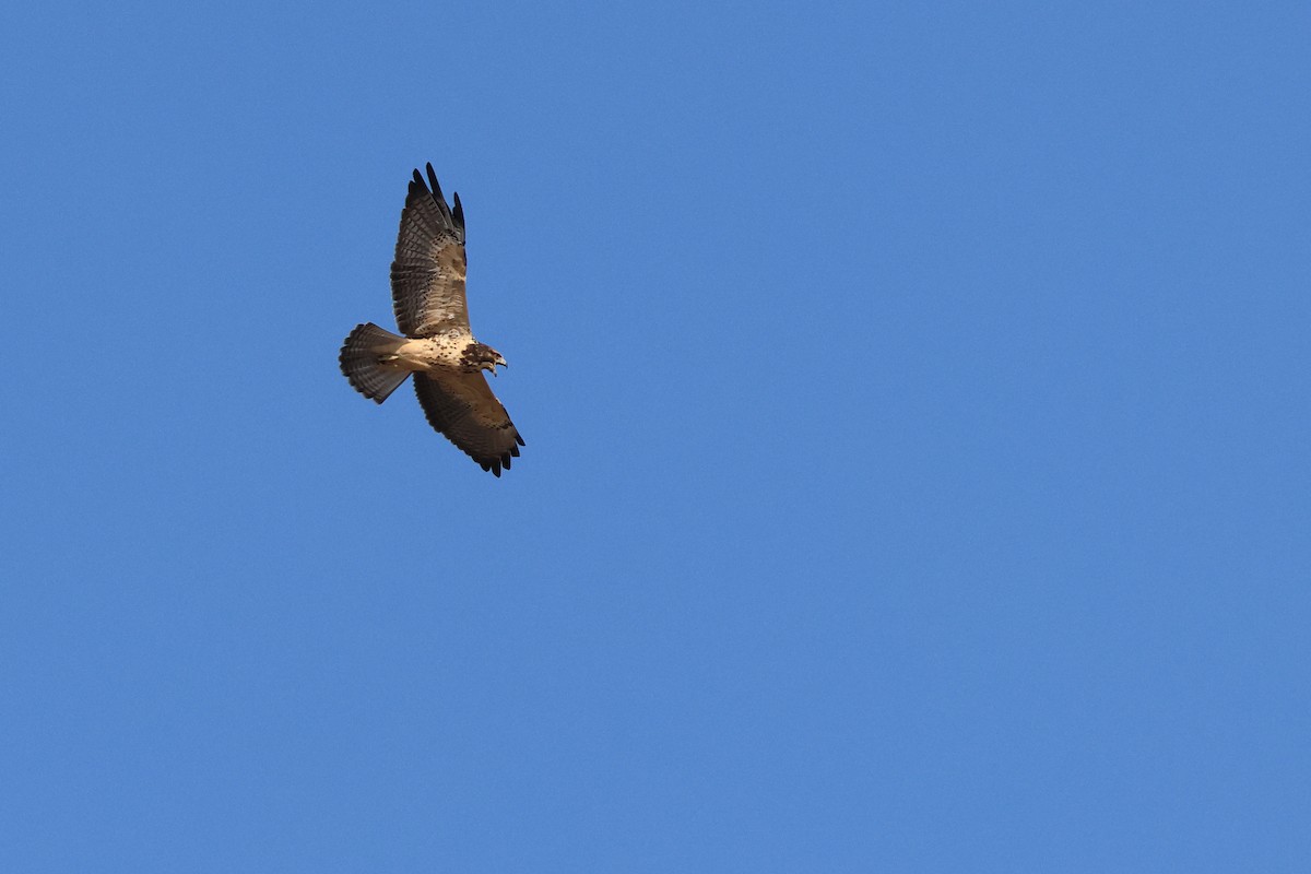 Swainson's Hawk - ML623208810