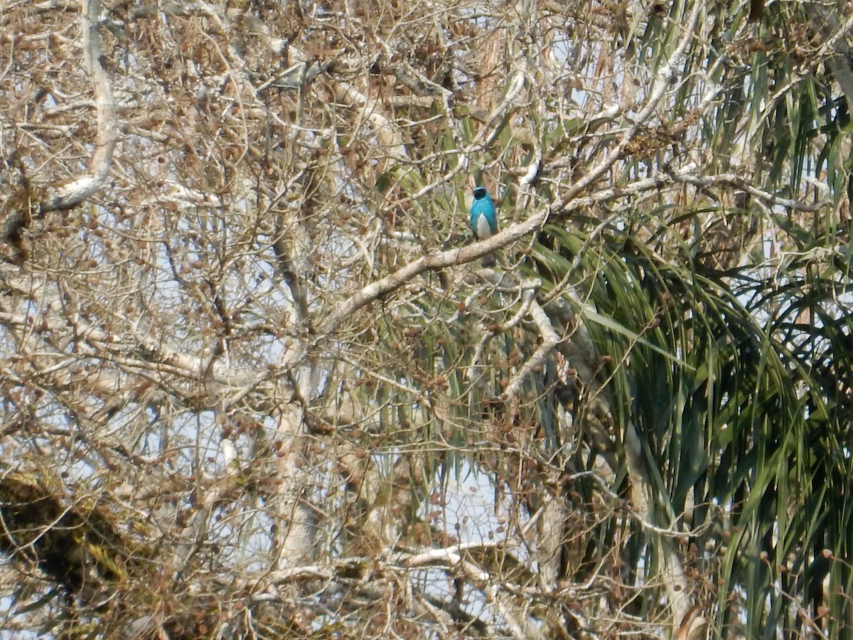 Swallow Tanager - lucas krasmanski